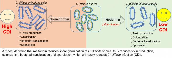 Metformin and C. difficile