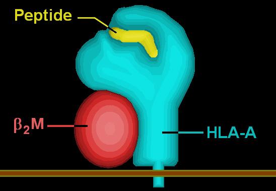HLA Molecule