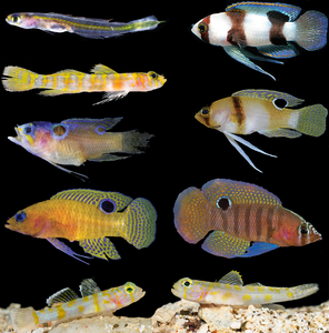 Deep-reef fishes