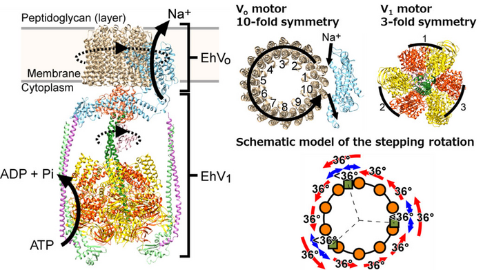 Structure of EhVoV1 and schematic model of stepping rotation