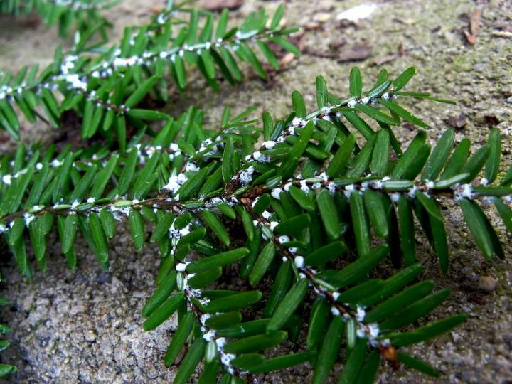 Hemlock Woolly Adelgid Damage