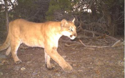 Photo of a Mountain Lion Taken by a Motion-activated Camera
