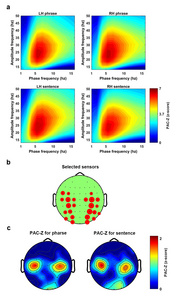 Fig 4. Phase amplitude coupling as a general mechanism for speech perception