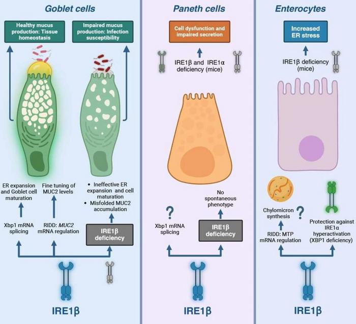 Cell type-specific inositol-requiring enzyme 1 beta (IRE1β) functions in the intestine.