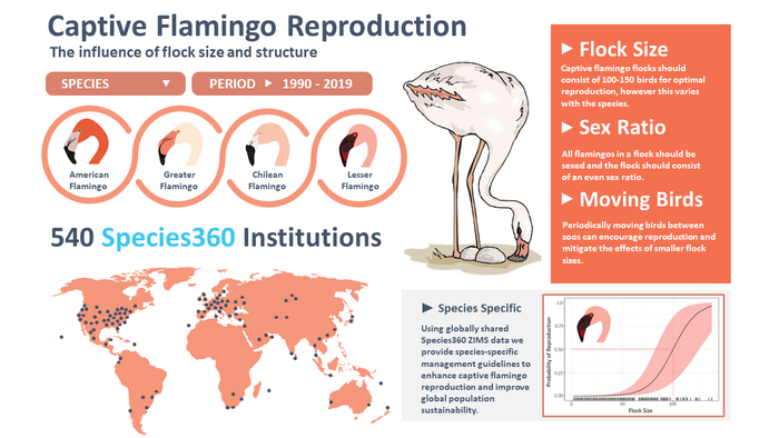 Flamingo study results infographic