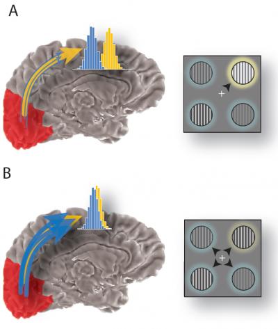 Brain Sensory Signals