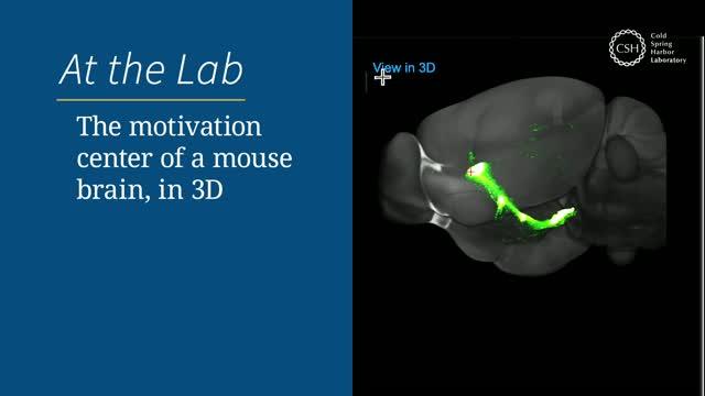 The motivation center of the mouse brain in 3D