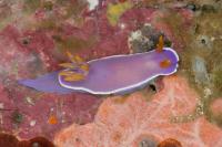 A New Species of Sea Slug