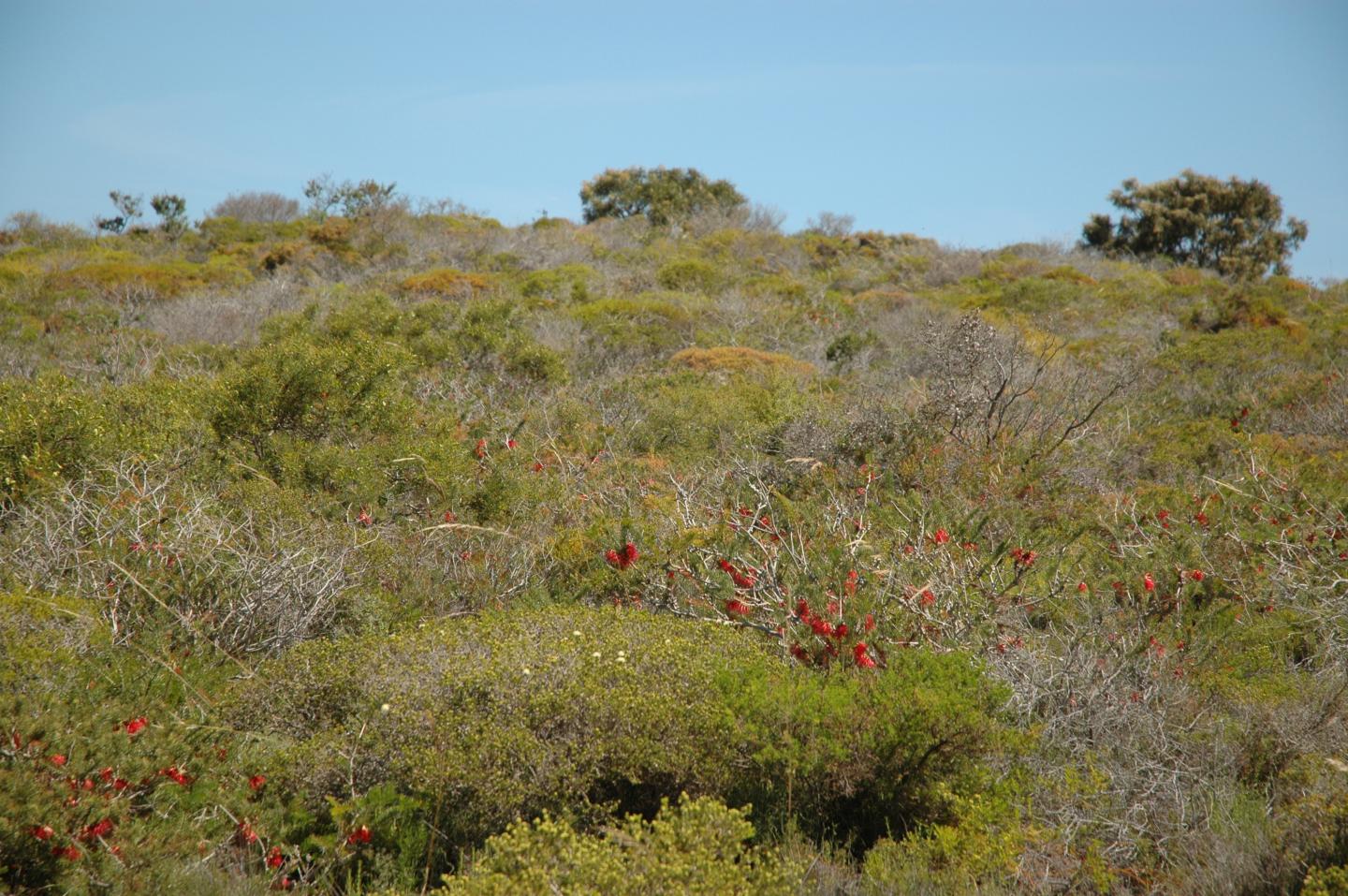 The Recipe for Plant Species Diversity (1 of 3)