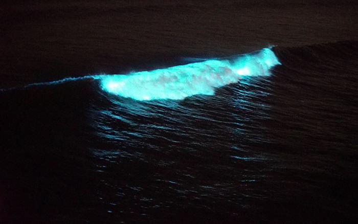 Bioluminescent wave