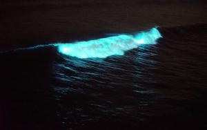 Bioluminescent wave