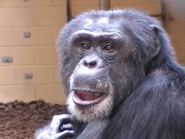 Chimpanzees and Metacognition