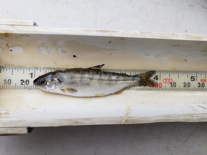 Juvenile chinook salmon