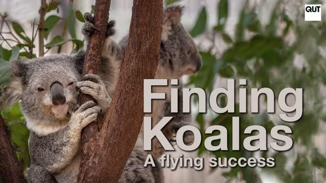 Finding Koalas -- A Flying Success