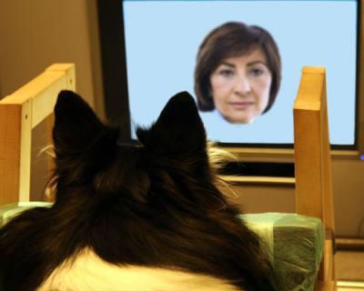 Dog Eye Tracking