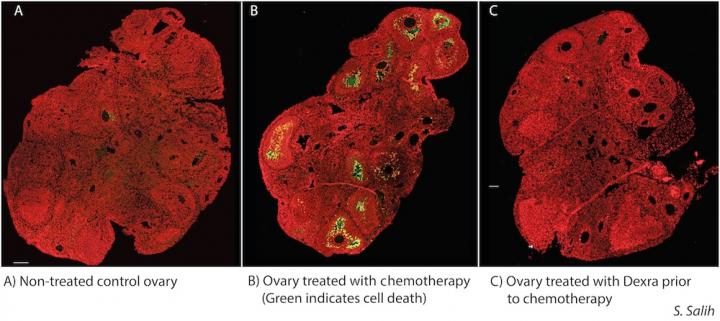 Ovary Comparison