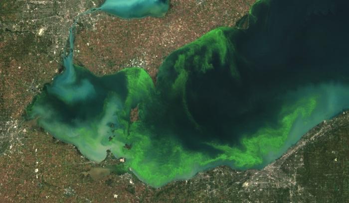 Algal Bloom in the Western Lake Erie Basin