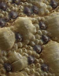 Chiton Eyes on the Surface of the Protective Shell