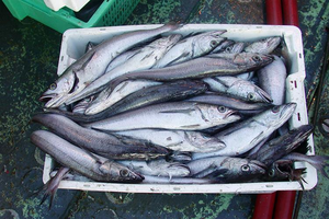 Pacific whiting