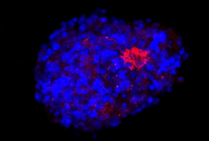 A neurosphere obtained from mouse neural stem cells