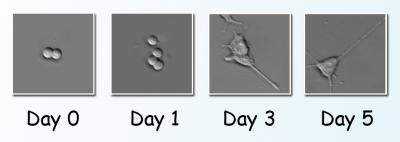 PC12 Cells Develop Neurites