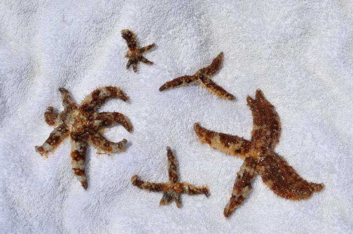 Starfish that clone themselves live longer | EurekAlert!