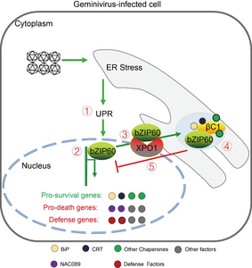 A geminivirus satellite protein manipulates expressions of NbbZIP60 and its downstream genes to benefit virus infection