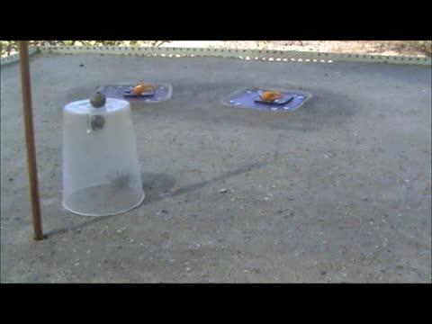 Video of the Experiment