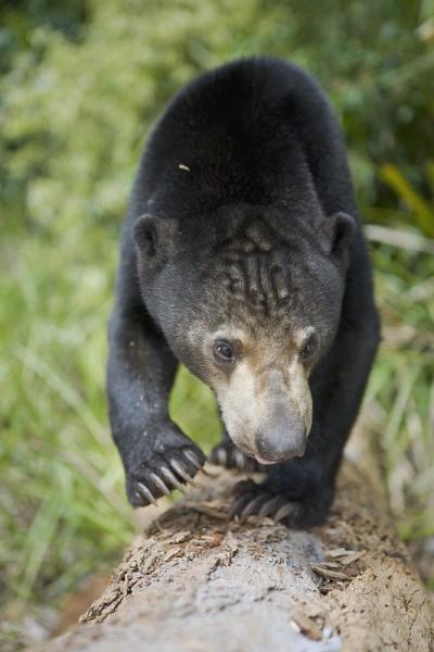 Sun Bear
