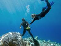 Researcher Diving to Explore the Coral Reef