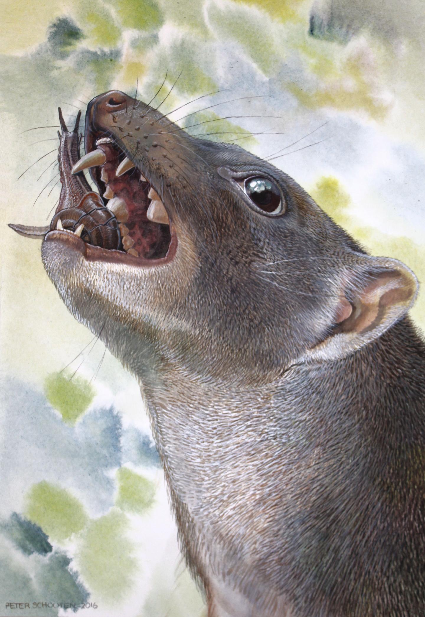 Artist's Impression of the Snail-Eating Marsupial