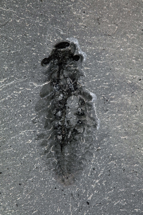 Fossil specimen of Stanleycaris hirpex