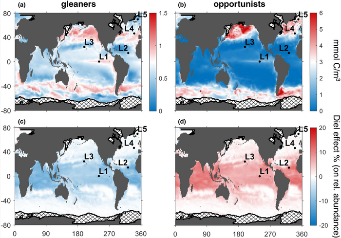 Effect of diel light cycles on phytoplankton biogeography