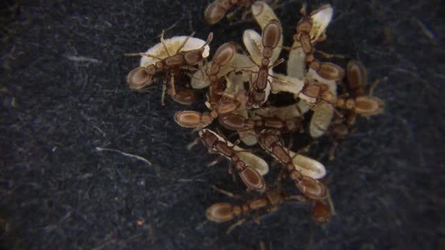 Clonal Ants Video