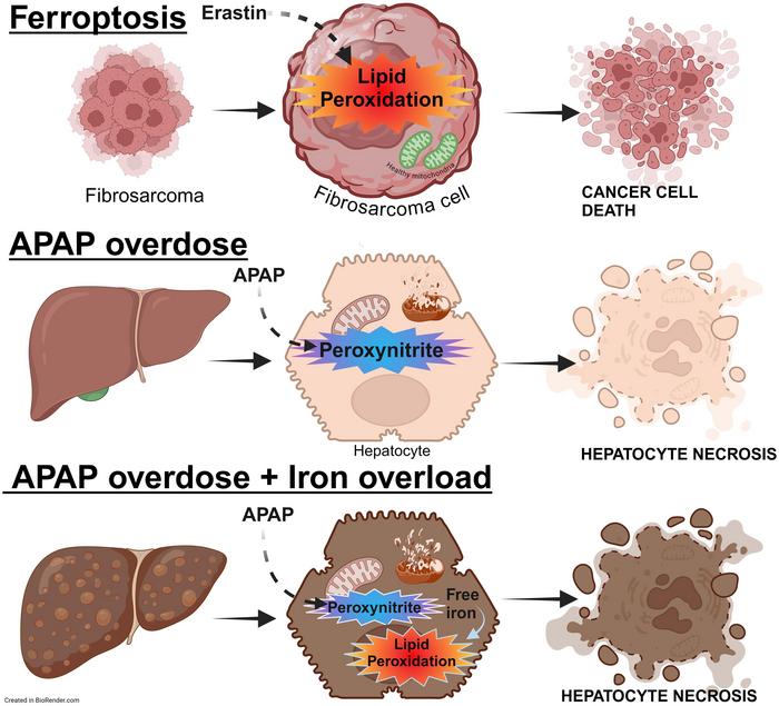 Ferroptosis and Intrinsic Drug-Induced Liver Injury by Acetaminophen and Other Drugs: A Critical Evaluation and Historical Perspective