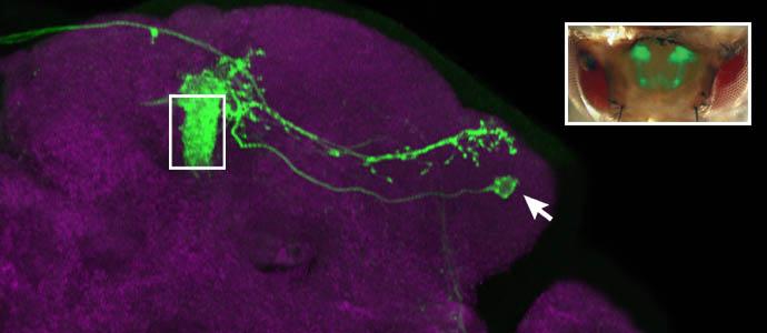 One of 34 Fly Neurons that Helps Register Smell Preferences