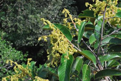 <i>Shorea beccariana</i>