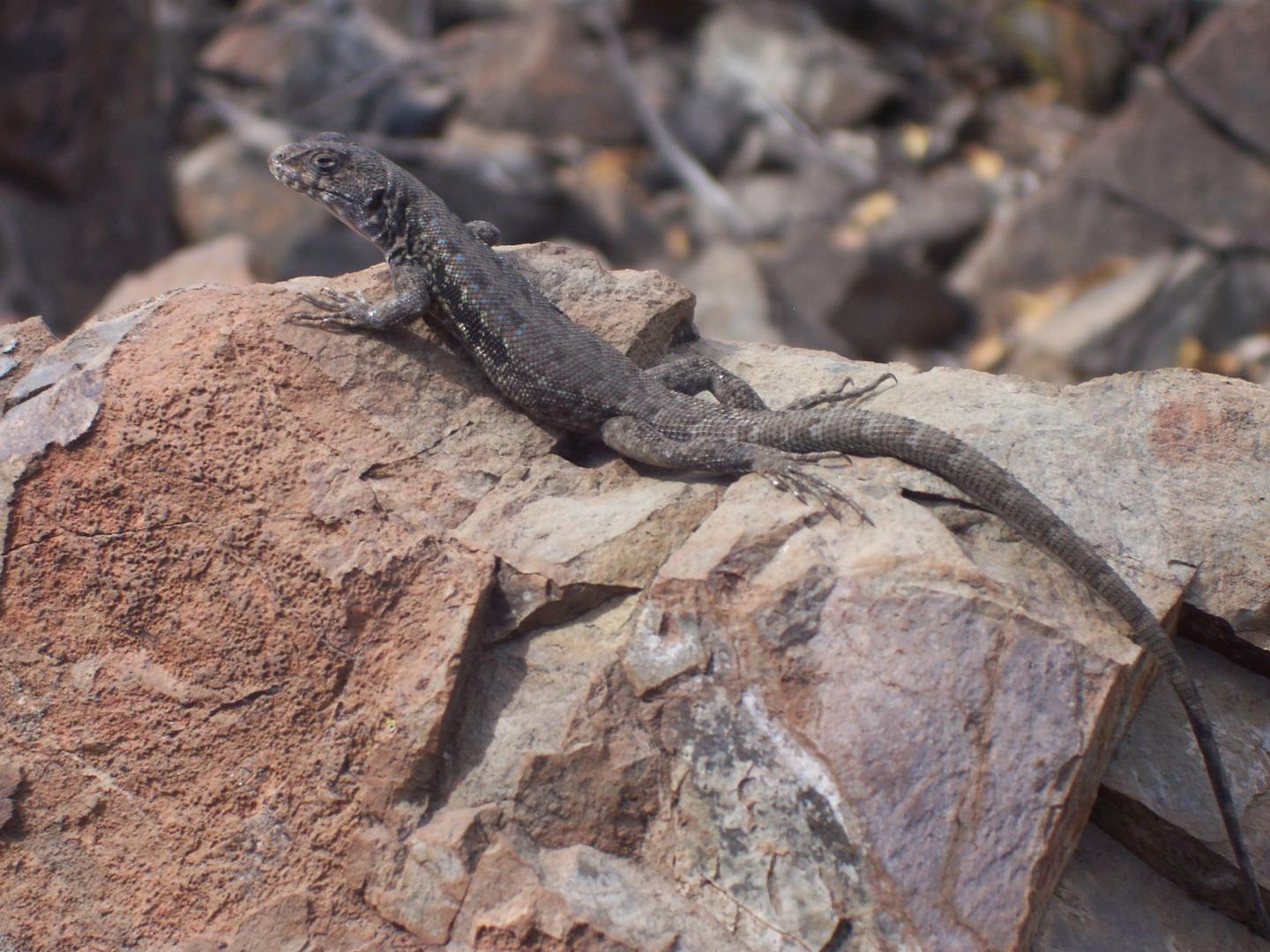 <i>Liolaemus monticola</i> 