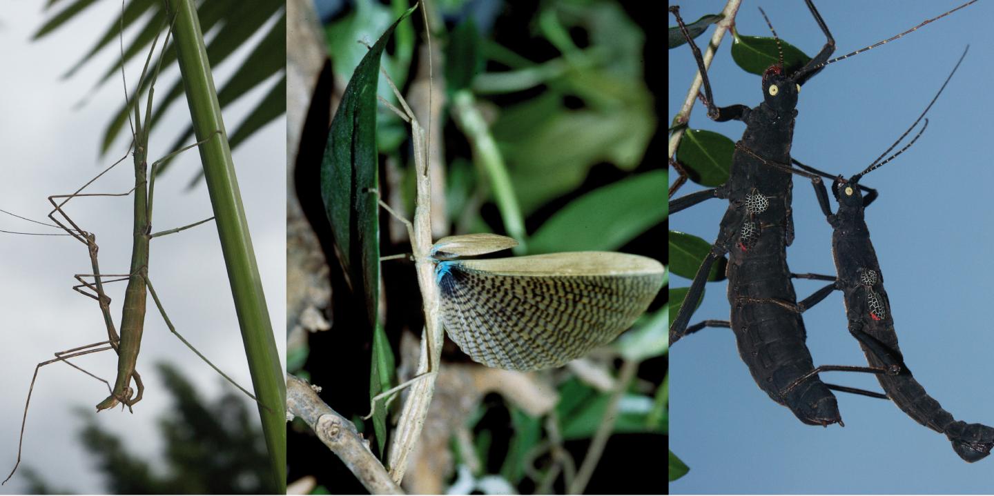 Was early stick insect evolution triggered by | EurekAlert!