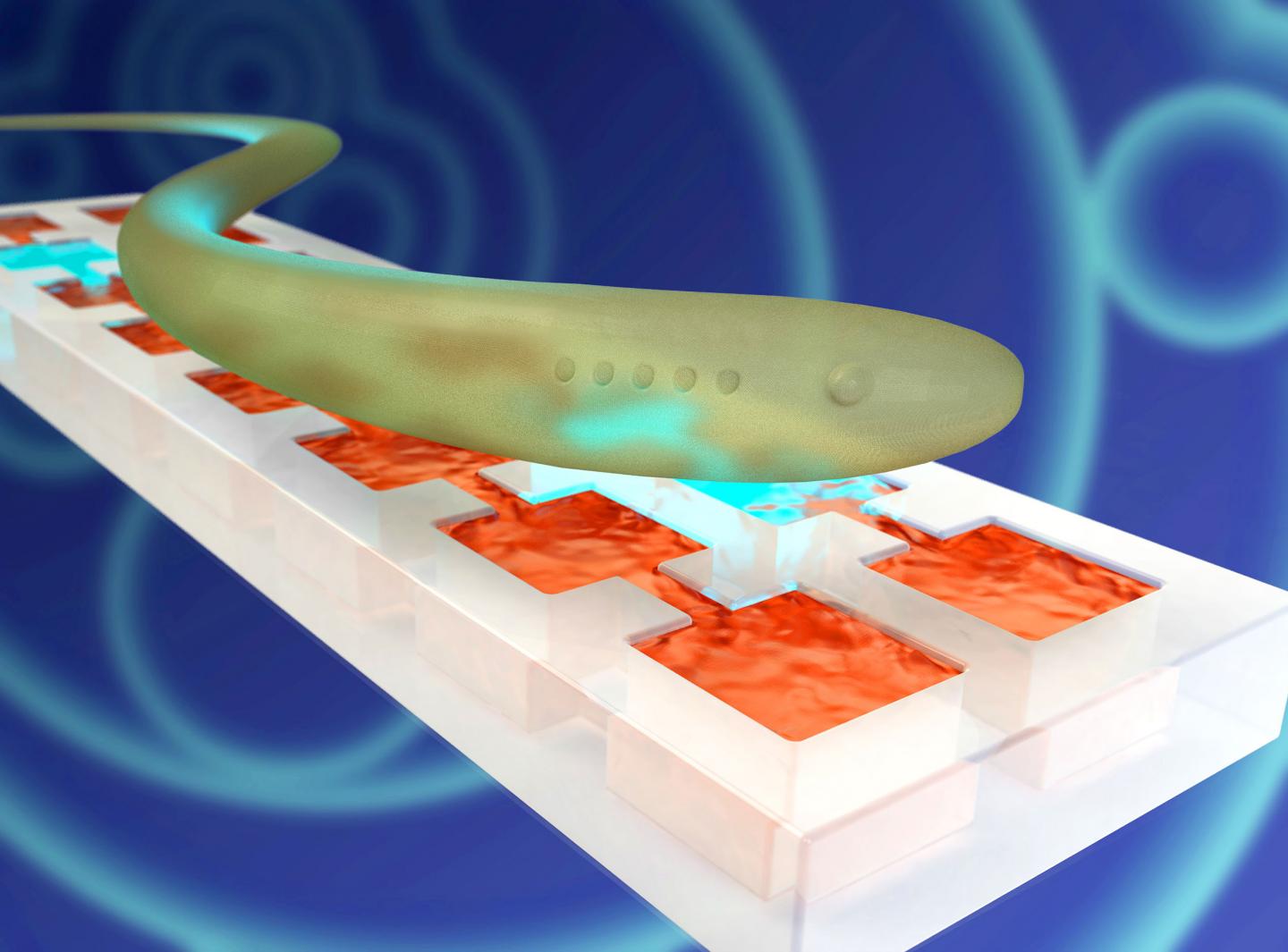 Borrowing From the Eel