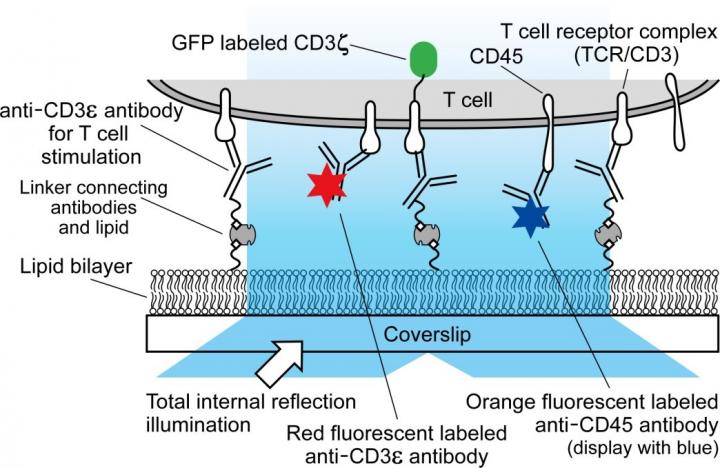 Simultaneous Triple-Color Single-Molecule Observation Using Planar Lipid Bilayers
