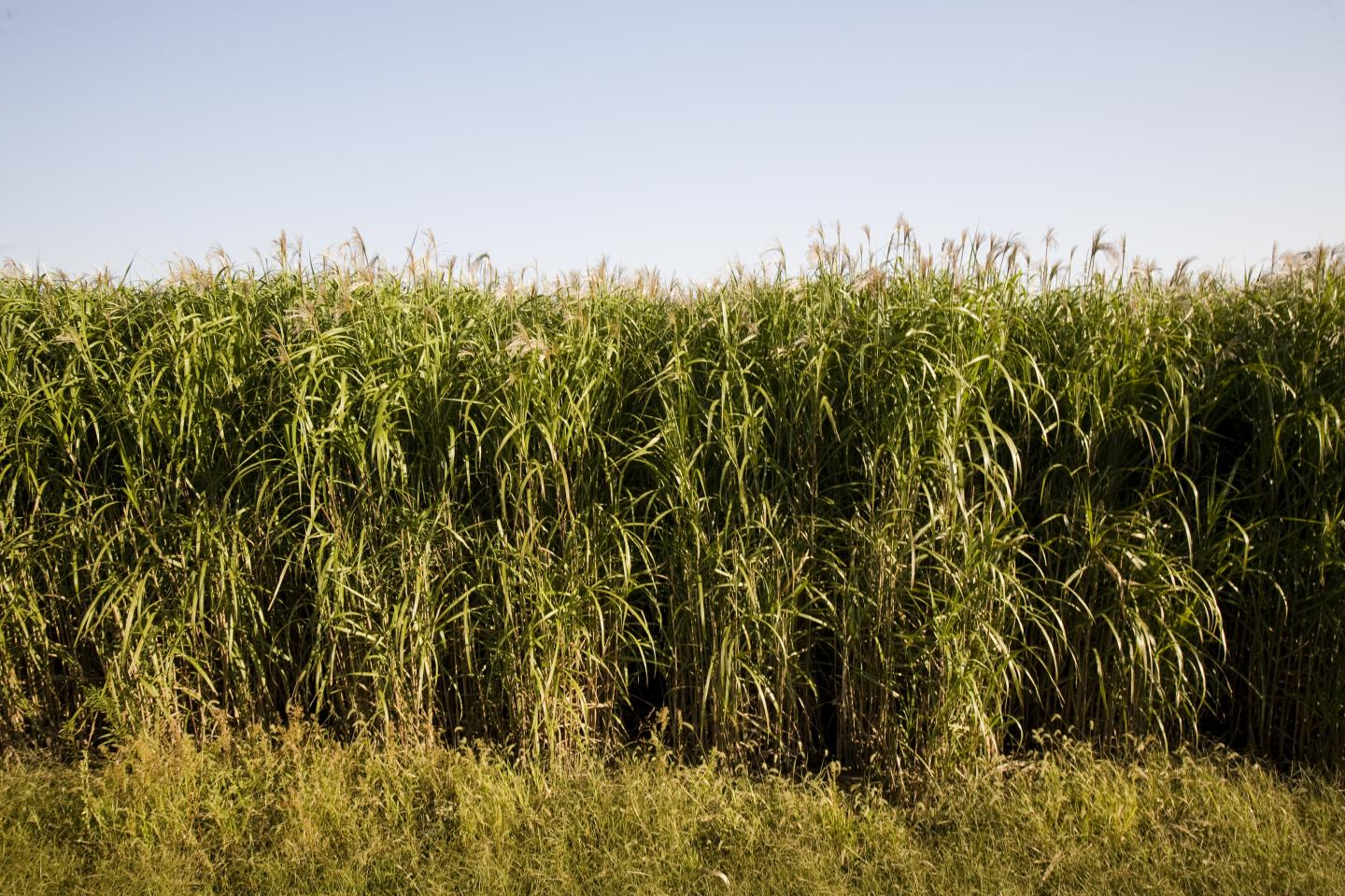 Miscanthus Field