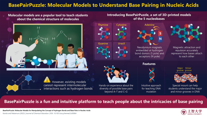 BasePairPuzzle: A 3D-printed molecular model to teach about base pairing