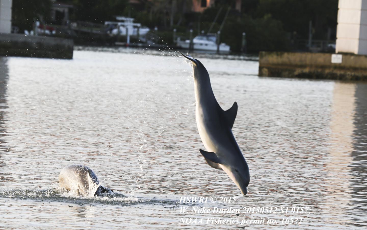 Bottlenose Dolphins on the Move at Night