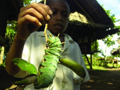 Large Caterpillar