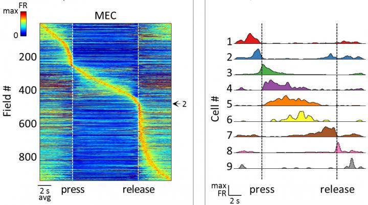 Neurons Fire in Sequence to Represent Tasks