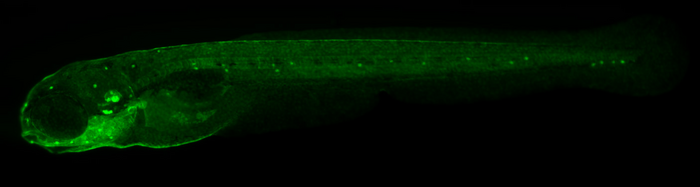 Zebrafish larva, green light