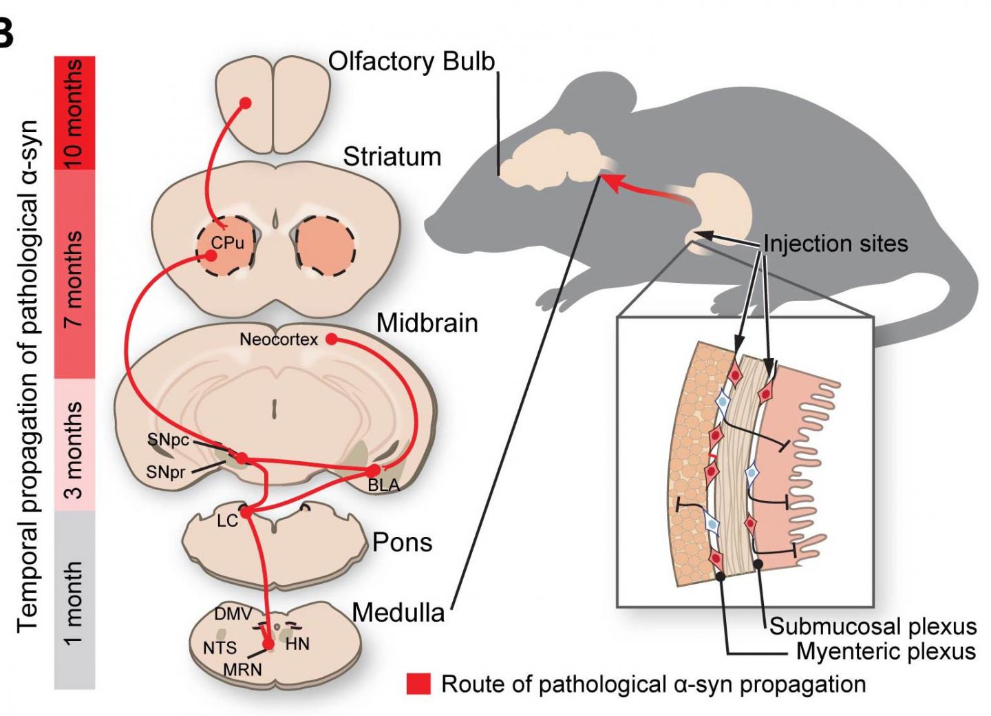 Route of Parkinson's