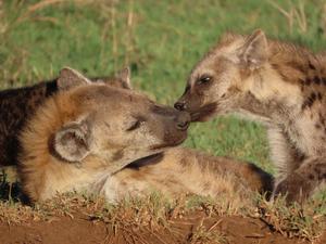 Spotted hyenas in Tanzania