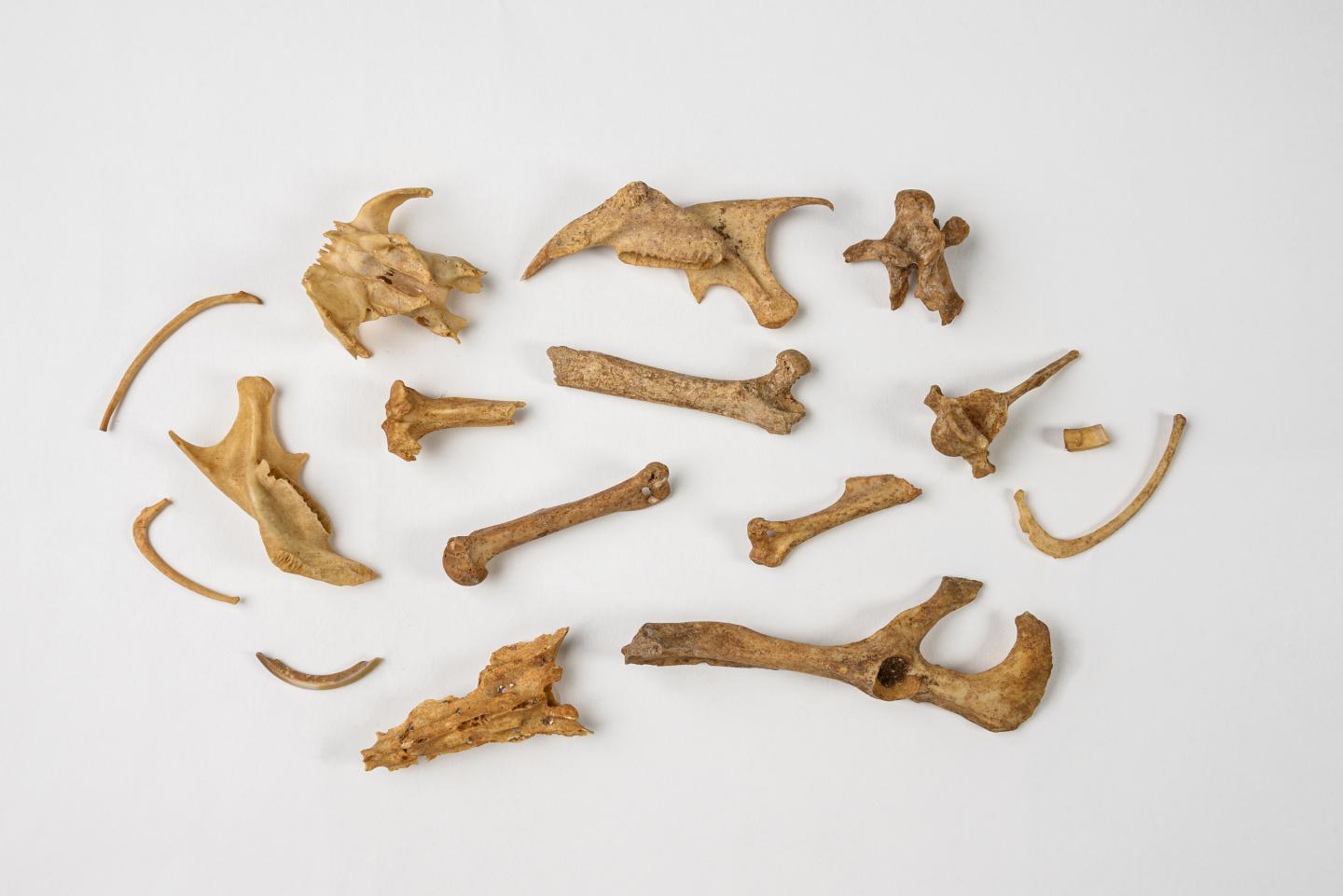 Hutia Fossils Often Appeared in Ancient Owl Roosts